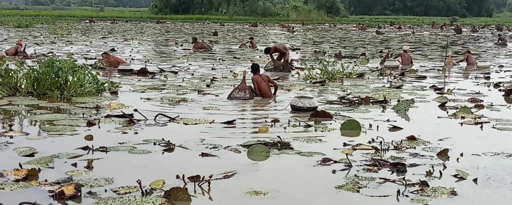 Farmers harvesting makhana in Bihar pond