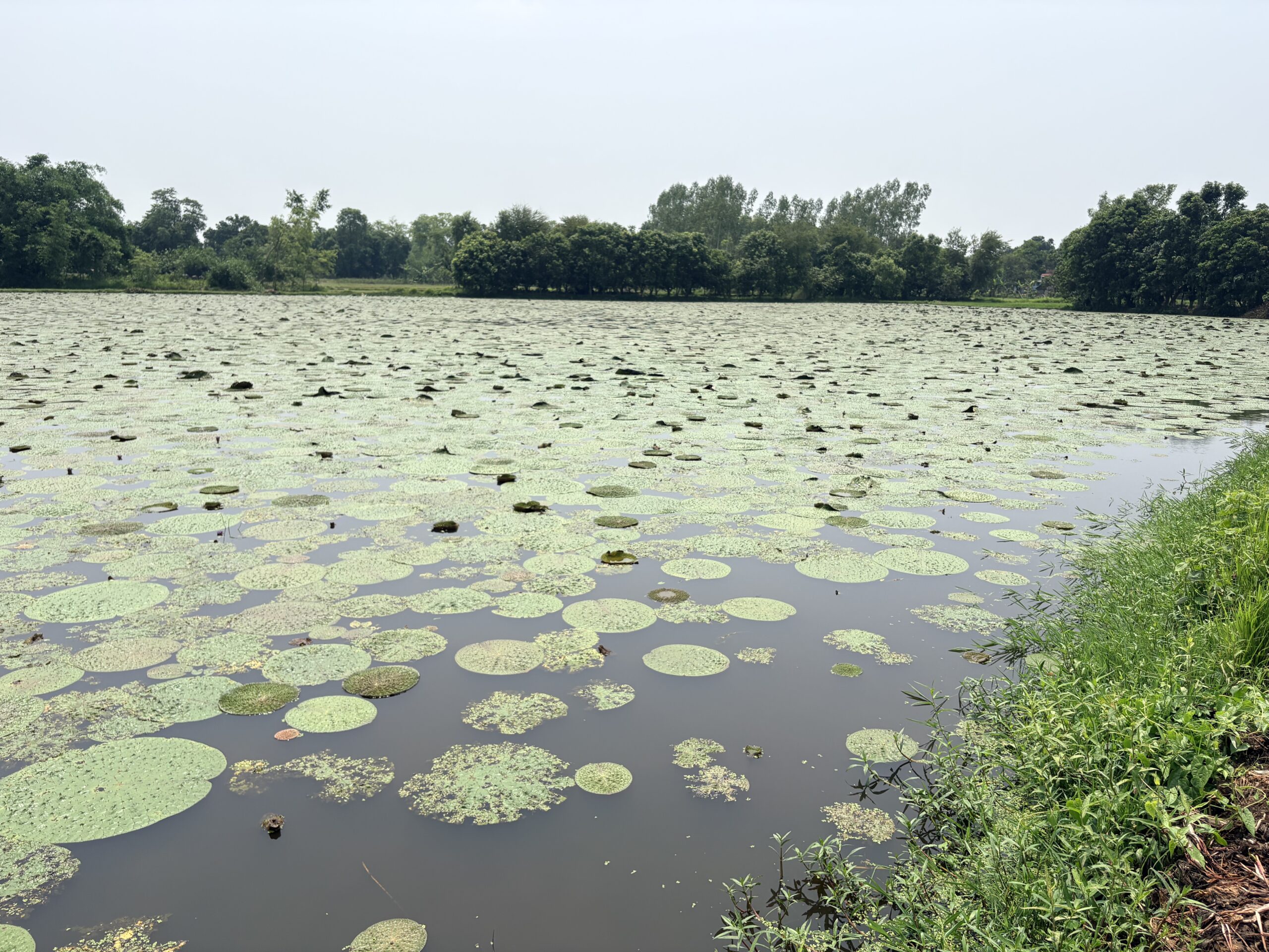 Mithila Fresh Agro premium Makhana processing and agricultural packaging facility India